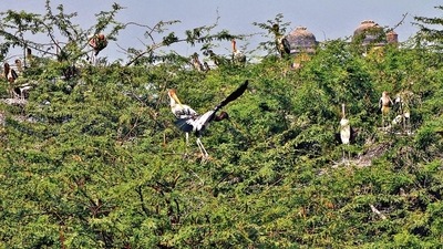 Almost 140 painted storks have already arrived in the zoo. Officials expect the numbers to reach more than 500 by the end of the month.&nbsp; (Photo shared by Delhi zoo)