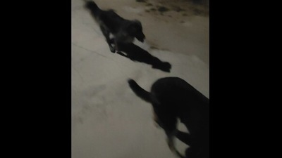 The image shows the two doggos. (Reddit) The image shows the two doggos. (Reddit)