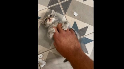 The image shows an individual tickling the kitty. (Reddit/@Minitrader)