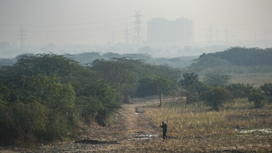 A man walks along a forest in Mayur Vihar on a clear day in New Delhi(Amal KS/ Hindustan Times)