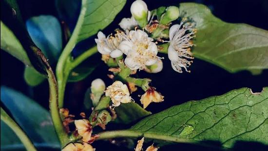 The new plant species have white-coloured flowers which probably open at night. (HT PHOTO.) The new plant species have white-coloured flowers which probably open at night. (HT PHOTO.)