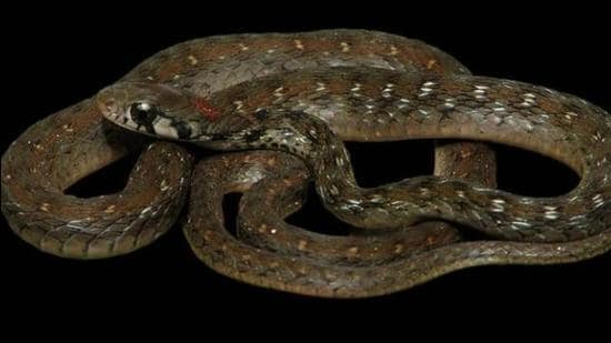 The new snake species, Rhabdophis bindi has been discovered in Assam. (Photo Courtesy-Wildlife Institute of India)