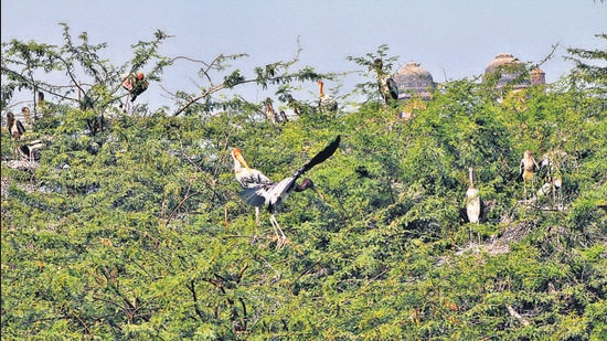 Painted storks, which migrates from the eastern parts of the country, were spotted as early as on August 6 at the Delhi zoo. (Delhi zoo)