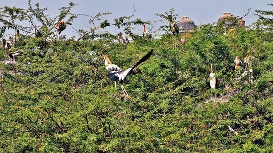 Almost 140 painted storks have already arrived in the zoo. Officials expect the numbers to reach more than 500 by the end of the month.&nbsp;(Photo shared by Delhi zoo)