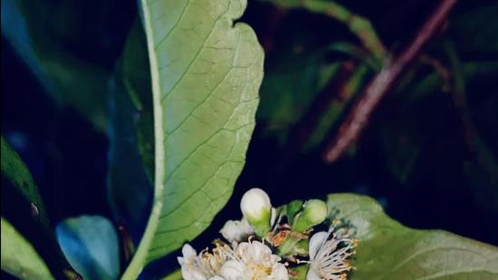 The plant, named Symplocos Mohananii, carries white flowers, that usually bloom in night, according to researchers. (HT Photo)