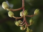 Every year the ZSI and BSI, both headquartered in Kolkata, come up with annual publications listing the few hundred animal and plants that are discovered. (Image used for representation). (HT ARCHIVES.)