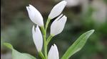 Cephalanthera erecta var. oblanceolata (Sourced)