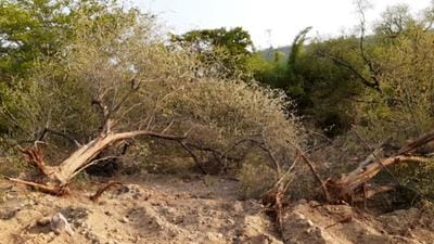 According to records, almost 25,000 trees were felled in the district between 2013 and 2018. (HT Archive) According to records, almost 25,000 trees were felled in the district between 2013 and 2018. (HT Archive)