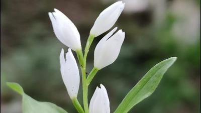 Cephalanthera erecta var. oblanceolata (Sourced) Cephalanthera erecta var. oblanceolata (Sourced)