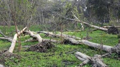 While issuing notice of motion to the state government; director, rural development and panchayats, deputy commissioner and gram panchayat concerned, the HC Bench restrained them from cutting trees on the gram panchayat land till the next date of hearing. (Representative photo)