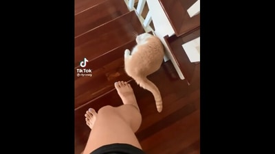 The image shows the cat climbing down the stairs. (Reddit/@GiveMeShontent)