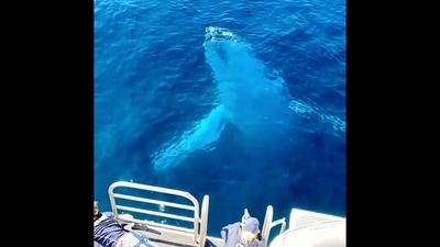 The image is taken from the video of the humpback whale encounter. (Instagram/@australia)