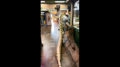 The image shows the man carrying the snake on his shoulder. (Instagram/@jayprehistoricpets)