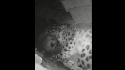 The image shows the snow leopard couple, Jessie and Panja. (Instagram/@paradisewildlifepark)