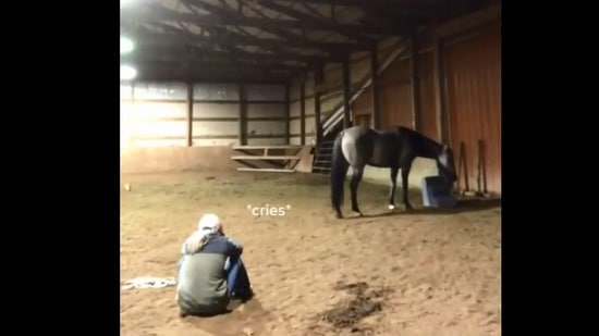 Funny horse videos 2021 outlet