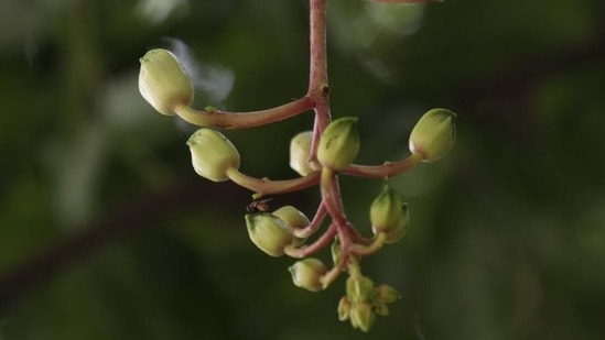 Every year the ZSI and BSI, both headquartered in Kolkata, come up with annual publications listing the few hundred animal and plants that are discovered. (Image used for representation). (HT ARCHIVES.)