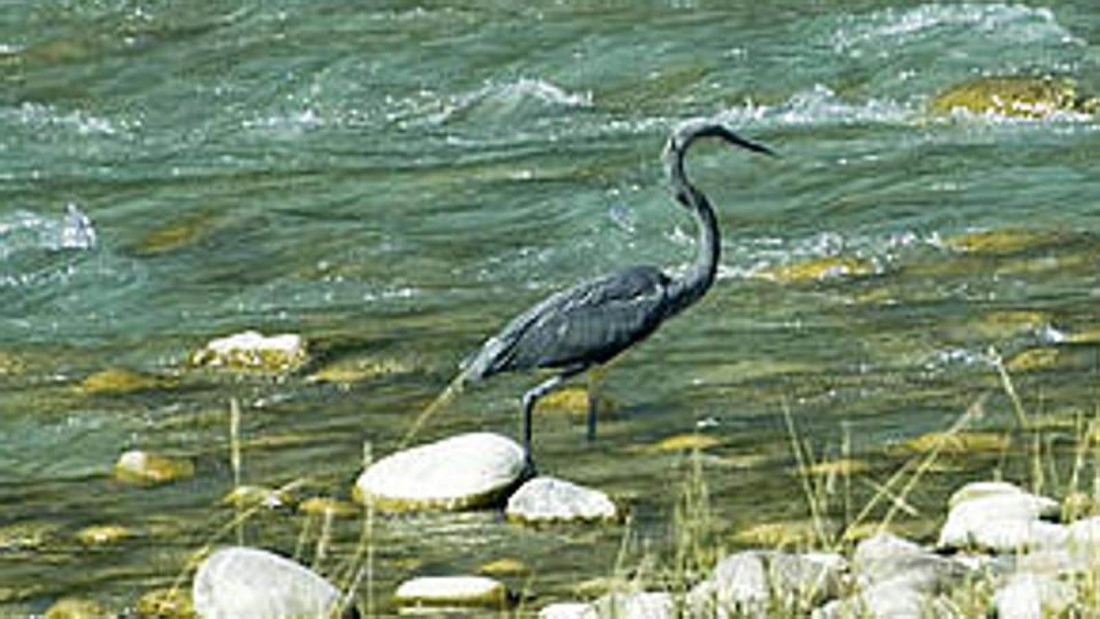 Isolated in deep Arunachal forest, White Bellied Heron inches ...