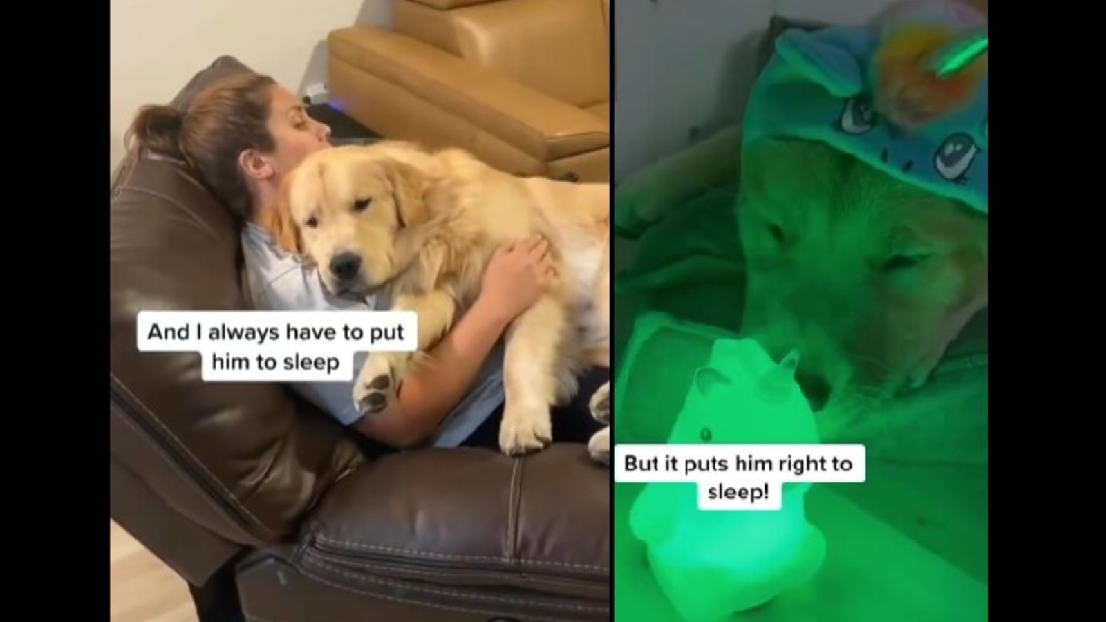 Do Dogs Need Darkness To Sleep