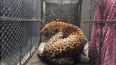 Animals frequently enter residential areas due to Gurugram’s close proximity to the Aravallis. (HT Archive) Animals frequently enter residential areas due to Gurugram’s close proximity to the Aravallis. (HT Archive)