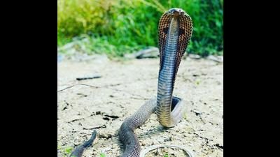 One of the six-foot-long spectacled cobras that was rescued on Tuesday morning. One of the six-foot-long spectacled cobras that was rescued on Tuesday morning.