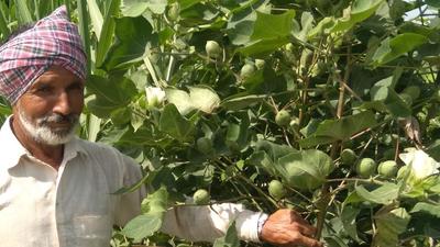 Cotton harvesting in the state is expected to commence from September 15. (Sanjeev Kumar/HT) Cotton harvesting in the state is expected to commence from September 15. (Sanjeev Kumar/HT)