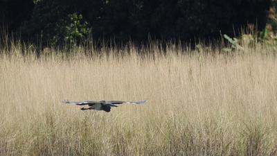 A white-bellied heron mid-flight. (Source: Wikimedia Commons) A white-bellied heron mid-flight. (Source: Wikimedia Commons)
