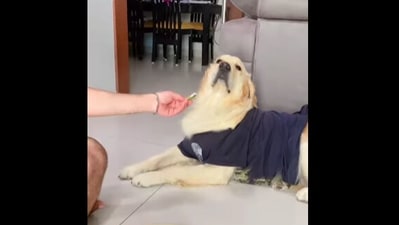 The image shows Sugar the doggo. (Instagram/@sugar_goldenretriever) The image shows Sugar the doggo. (Instagram/@sugar_goldenretriever)