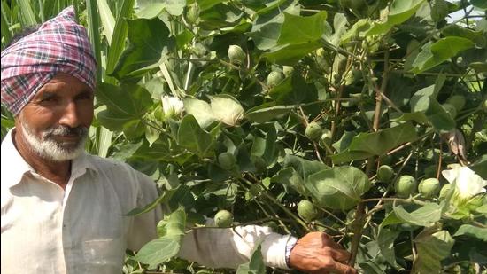 Cotton harvesting in the state is expected to commence from September 15. (Sanjeev Kumar/HT)