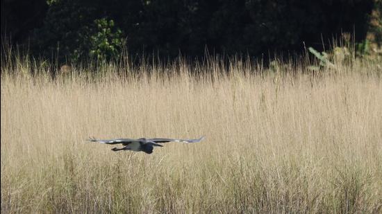 A white-bellied heron mid-flight. (Source: Wikimedia Commons) A white-bellied heron mid-flight. (Source: Wikimedia Commons)