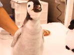 The image shows the one-month-old emperor penguin.(Reddit) The image shows the one-month-old emperor penguin.(Reddit)