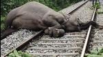 Body of the female elephant lying on railway track after she and her calf were hit by a speeding train in Uttarakhand on Wednesday morning. (Sourced Photo)