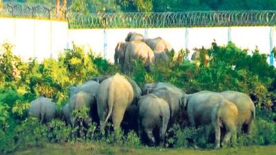 The NGT order comes in the wake of rising elephant deaths in Odisha since 2001. (HT Photo/Representative use) The NGT order comes in the wake of rising elephant deaths in Odisha since 2001. (HT Photo/Representative use)