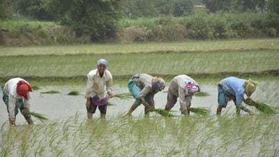 As per estimates, there are around 58 lakh farmers in the state. (HT File) As per estimates, there are around 58 lakh farmers in the state. (HT File)