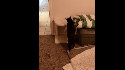 The image shows the cat playing the game it 'invented.' (Reddit/@PortobelloRoad)