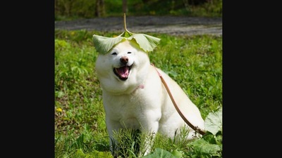 The image shows a very happy dog named Kutoro. (Instagram/@dog_rates)