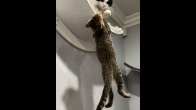 The image shows the cats 'recreating' a scene from the film The Lion King. (Reddit/@/Pazluz)