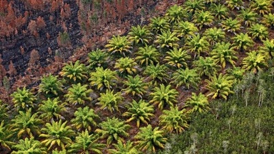 India imported palm oils—both crude and refined—worth $5.8 billion in FY21, mostly from Indonesia and Malaysia. (Reuters)