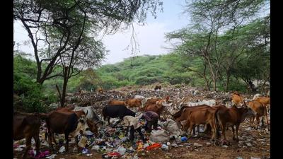Cows from nearby villages can be seen feeding on the garbage dumped on the forest land near Sector 25, Panchkula. (HT PHOTO)