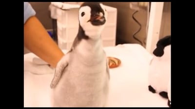 The image shows the one-month-old emperor penguin. (Reddit) The image shows the one-month-old emperor penguin. (Reddit)