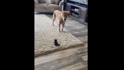 The image shows the doggo looking at the kitten. (Reddit)
