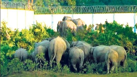 The NGT order comes in the wake of rising elephant deaths in Odisha since 2001. (HT Photo/Representative use) The NGT order comes in the wake of rising elephant deaths in Odisha since 2001. (HT Photo/Representative use)