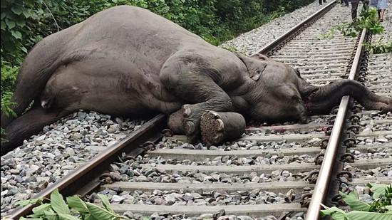 Body of the female elephant lying on railway track after she and her calf were hit by a speeding train in Uttarakhand on Wednesday morning. (Sourced Photo)