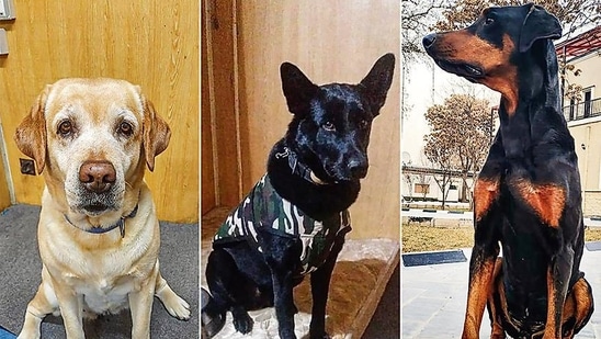 (From left) Maya, Roobi and Bobby were part of the K-9 sniffer dog squad at the Indian embassy in Kabul. (PTI) (From left) Maya, Roobi and Bobby were part of the K-9 sniffer dog squad at the Indian embassy in Kabul. (PTI)