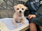 Jin-hui, a five-year-old Pomeranian dog, who was rescued from under the ground, sits at an animal shelter in Anseong, South Korea, on August 11, 2021. 