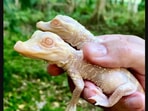 The image shows the newborn albino alligators.