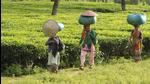 We increased the wages of tea garden workers from <span class='webrupee'>₹</span>167 to <span class='webrupee'>₹</span>205 in the Brahmaputra Valley, and from <span class='webrupee'>₹</span>145 to <span class='webrupee'>₹</span>183 in the Barak Valley, with retrospective effect from February 2021. (HT Archive) We increased the wages of tea garden workers from <span class='webrupee'>₹</span>167 to <span class='webrupee'>₹</span>205 in the Brahmaputra Valley, and from <span class='webrupee'>₹</span>145 to <span class='webrupee'>₹</span>183 in the Barak Valley, with retrospective effect from February 2021. (HT Archive)