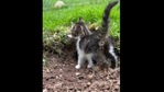 The image shows a tiny kitten.(Reddit) The image shows a tiny kitten.(Reddit)