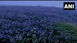 The image shows the rare Neelakurinji flowers that bloom once in every 12 years. The image shows the rare Neelakurinji flowers that bloom once in every 12 years.