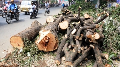 In December last year, the Delhi government notified the tree transplantation policy under which the construction agencies need to transplant at least 80% of the trees being removed for their project work.