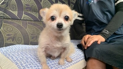 Jin-hui, a five-year-old Pomeranian dog, who was rescued from under the ground, sits at an animal shelter in Anseong, South Korea, on August 11, 2021. (Minwoo Park / REUTERS)
